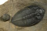 Zlichovaspis Trilobite With Enrolled Reedops - Atchana, Morocco #334906-1